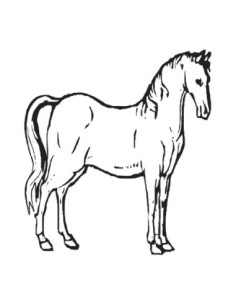 MOLDE PVC AR2179 CABALLO 200x170x50mm