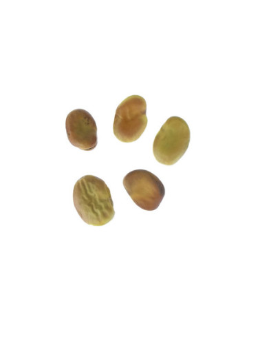 HABA ENVUELTA  PK(100u)-1