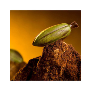 MOLDE CW1498 HABA CACAO 58X21X9mm 16p 2