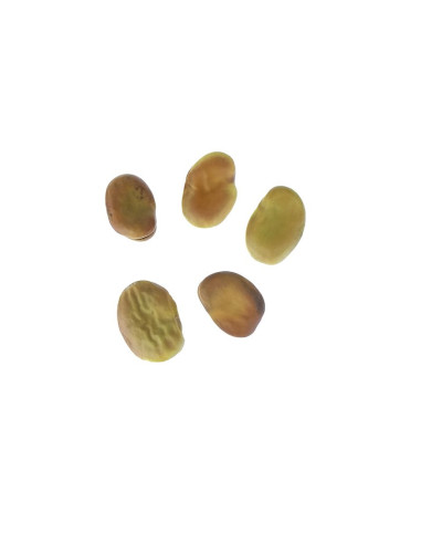 HABA ENVUELTA PLAST. PK (100u)Reyes